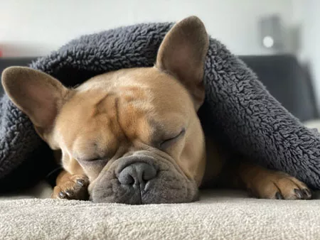 hund-unter-der-decke434c5