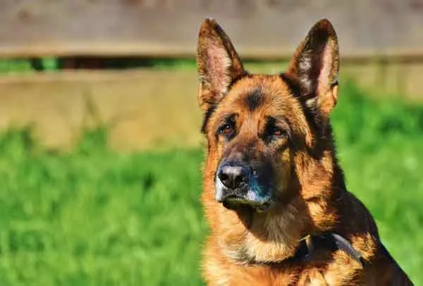 schaeferhund_bubeck_petfood08846