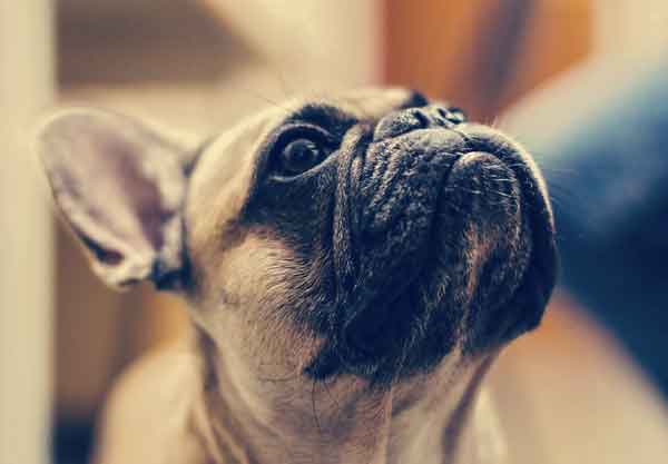 franz_bulldogge_bubeck_petfoodd9361