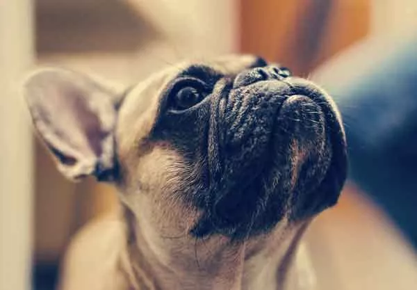 franz_bulldogge_bubeck_petfoodd9361