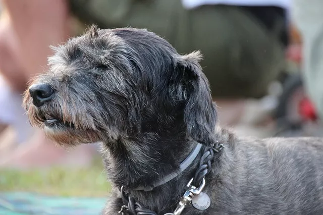 bubeck-hund-senior61466