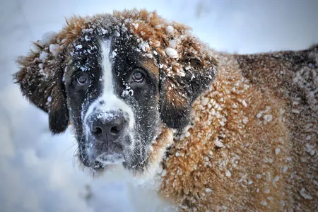 leonberger-im-schnee08ded