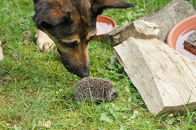 bubeck-hund-igel05703