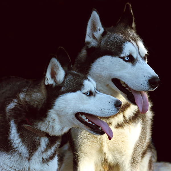 husky-paar_bubeck_petfooddeffc
