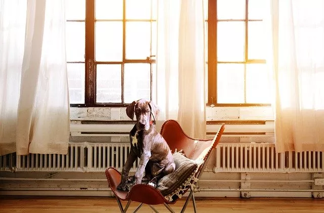 bubeck-hund-wohnung6b2dd
