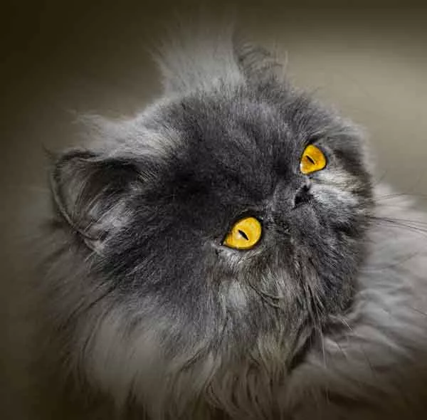perserkatze_bubeck_petfood0383f