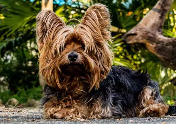 yorkshire-terrier_bubeck_petfoodd4673