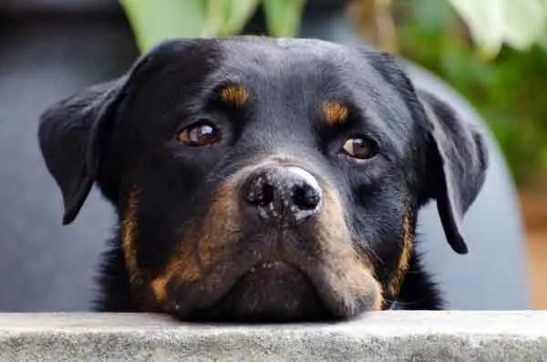 rottleiler_bubeck_petfood43e94