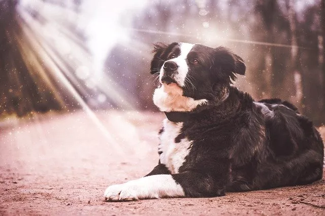 bubeck-hund-licht727e0