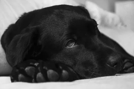 bubeck-hund-labrador61899