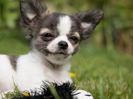 chihuahua729ed