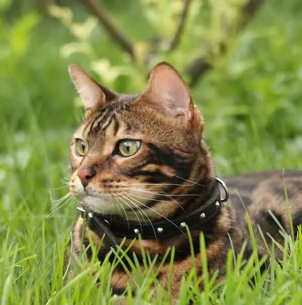 bengal-katze_bubeck_petfood2c709