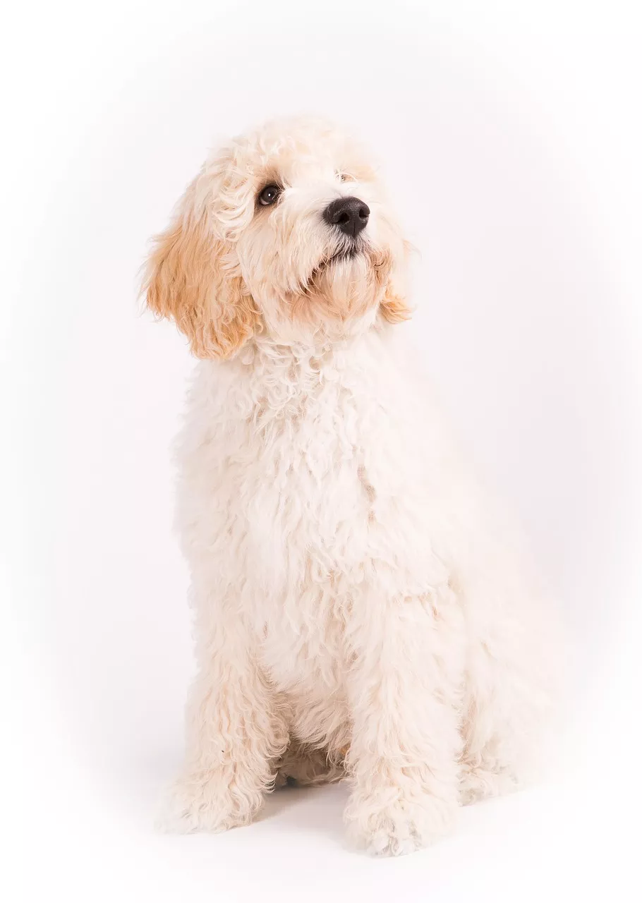 bubeck-labradodellb5579