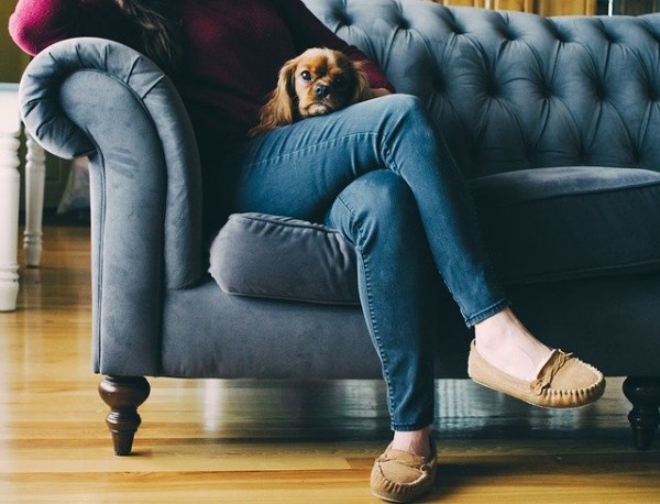 Bubeck-Hund-Couch