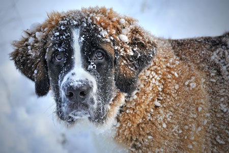 Leonberger-im-Schnee